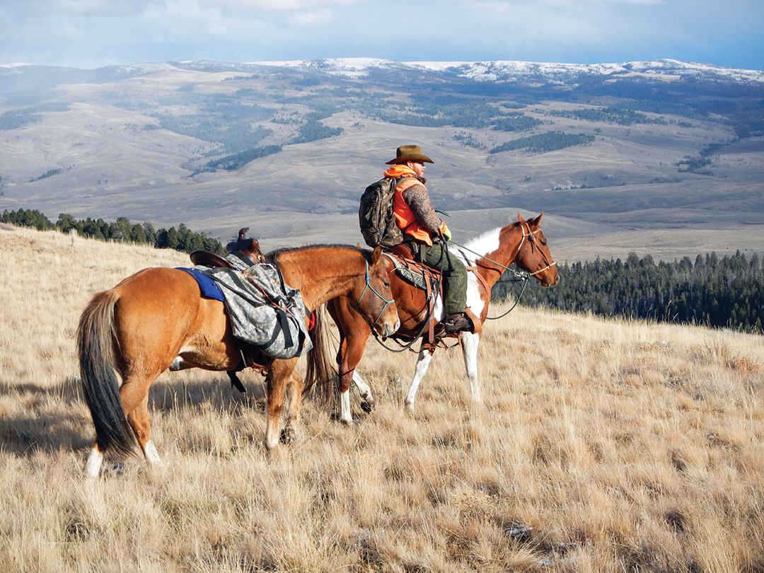 This mare has been trained with “direct reining,” which means the rider pressures the rein in the intended direction of travel.